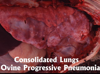 Consolidated Lungs OPP